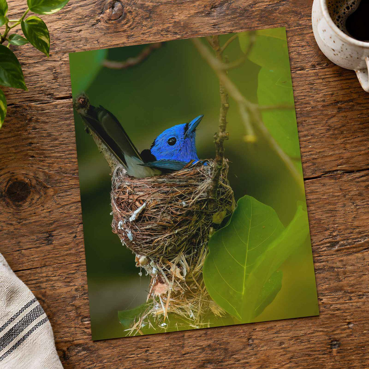 Blue Bird Sitting in Nest on Tree Branch by Abhijit Sinha Photo Print Wall Decor