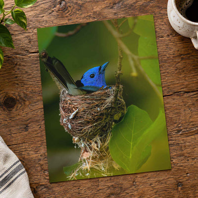 Blue Bird Sitting in Nest on Tree Branch by Abhijit Sinha Photo Print Wall Decor
