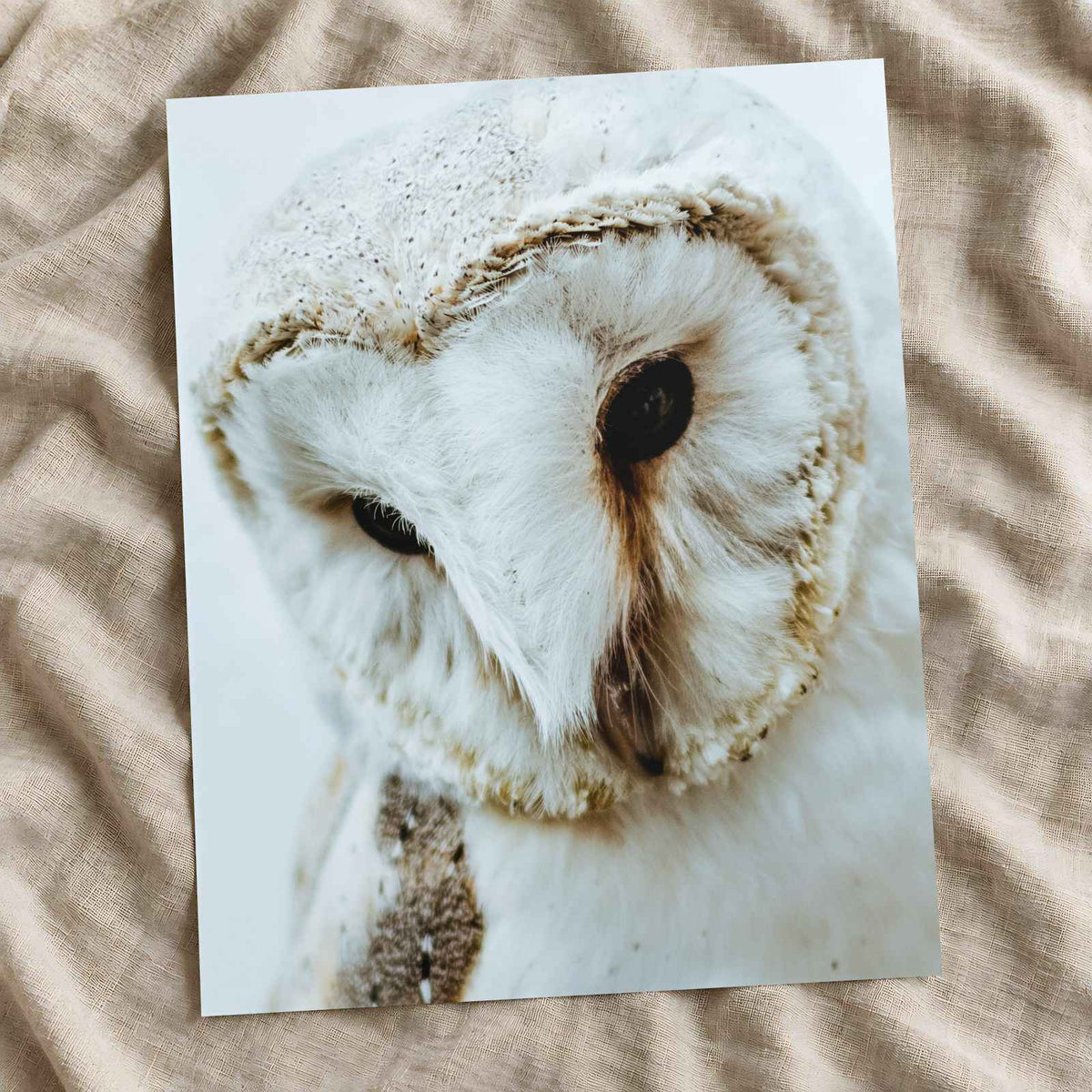 Close Up of Barn Owl Photo Wall Art (7 Sizes) - Ready to Frame