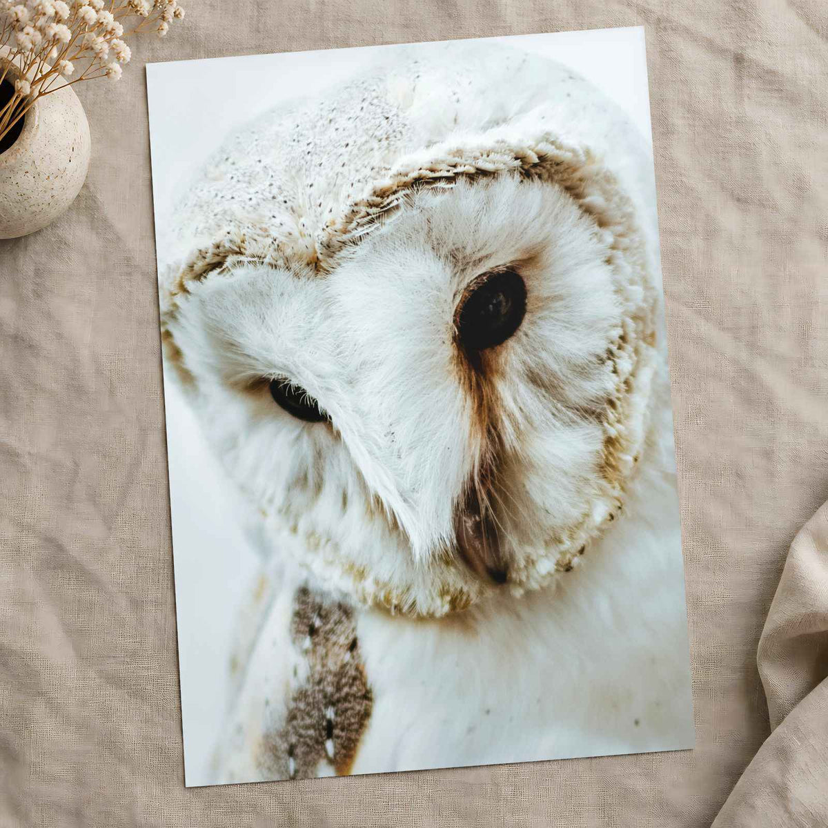 Close Up of Barn Owl Photo Wall Art (7 Sizes) - Ready to Frame