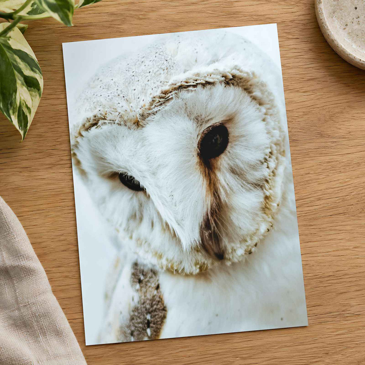 Close Up of Barn Owl Photo Wall Art (7 Sizes) - Ready to Frame