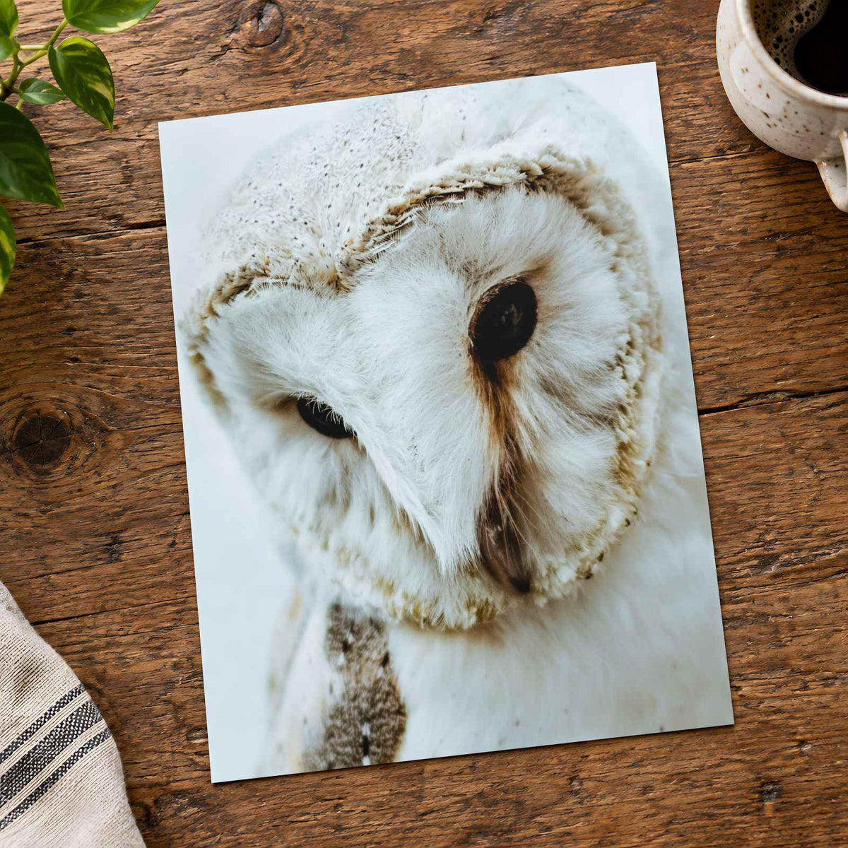 Close Up of Barn Owl Photo Wall Art (7 Sizes) - Ready to Frame