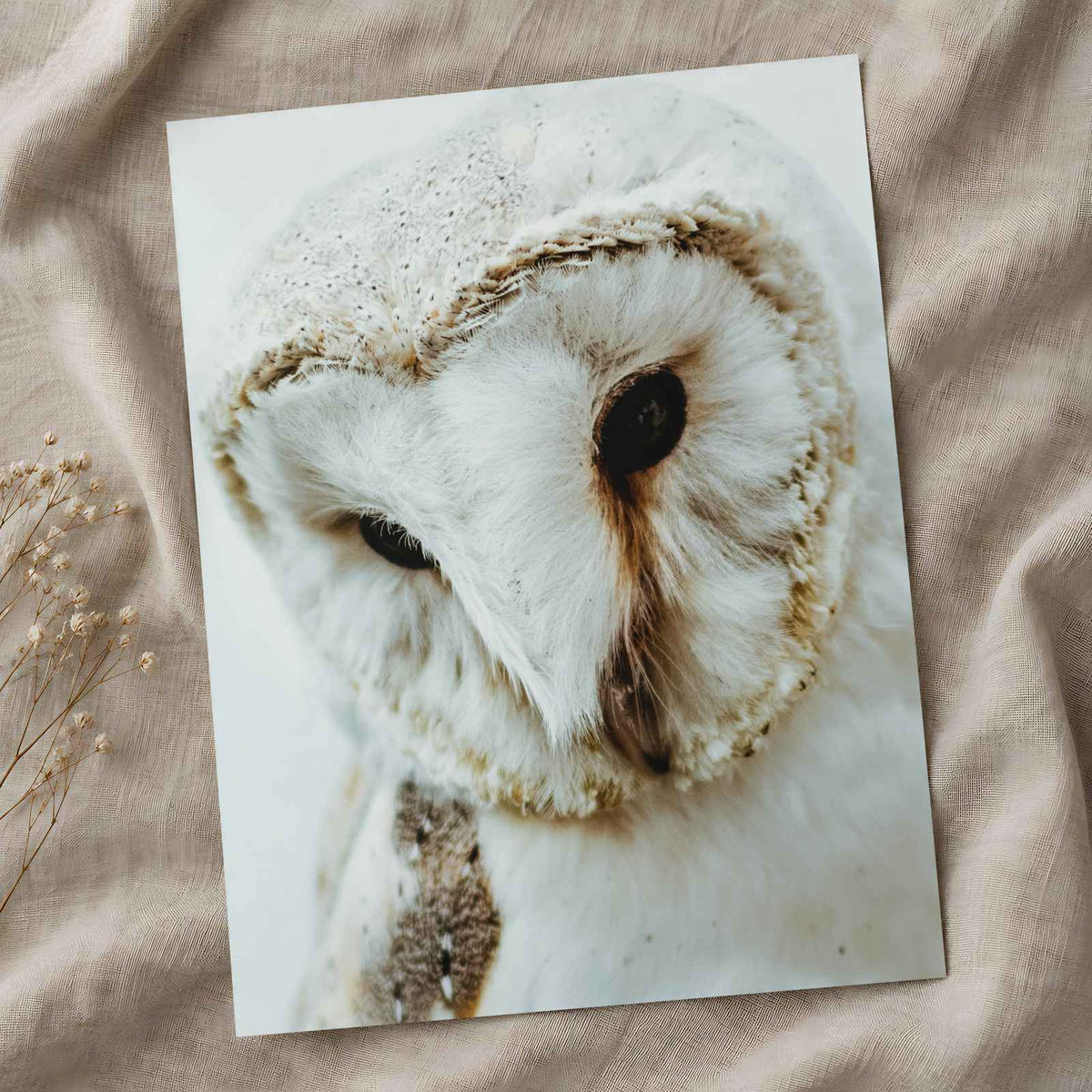 Close Up of Barn Owl Photo Wall Art (7 Sizes) - Ready to Frame