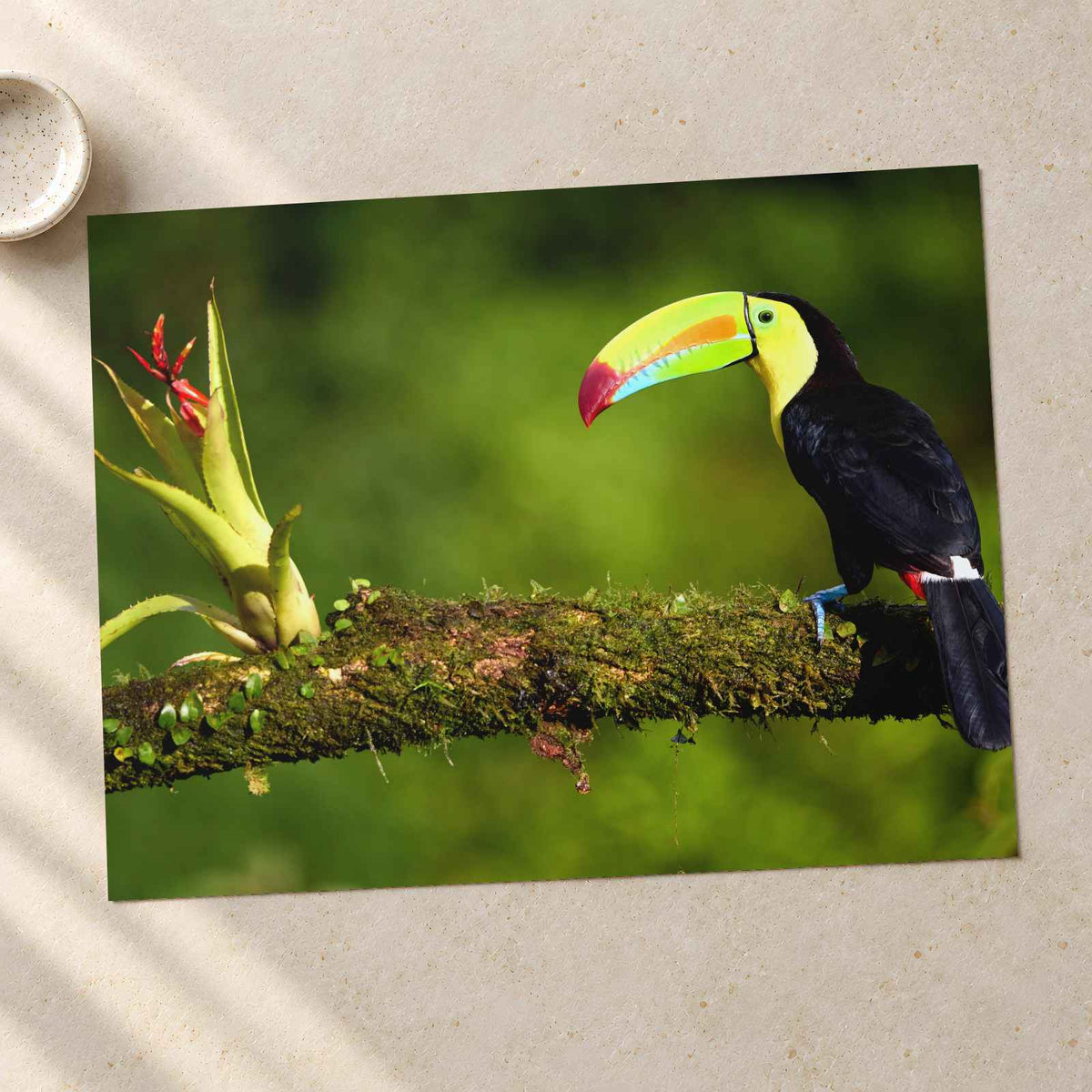 Toucan Sitting on Branch Next to a Plant Boca Tapada Photo Print (7 Sizes)