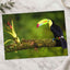 Toucan Sitting on Branch Next to a Plant Boca Tapada Photo Print (7 Sizes)