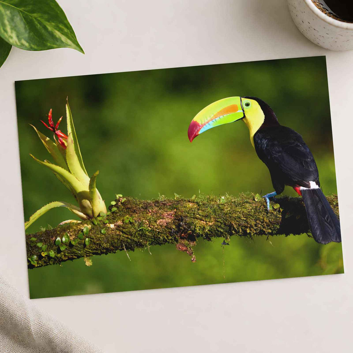 Toucan Sitting on Branch Next to a Plant Boca Tapada Photo Print (7 Sizes)