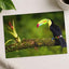 Toucan Sitting on Branch Next to a Plant Boca Tapada Photo Print (7 Sizes)