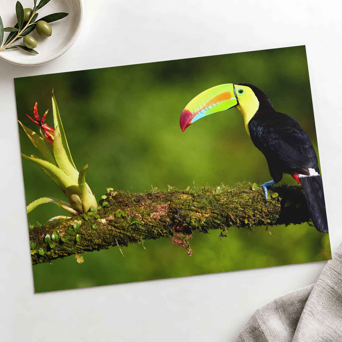 Toucan Sitting on Branch Next to a Plant Boca Tapada Photo Print (7 Sizes)