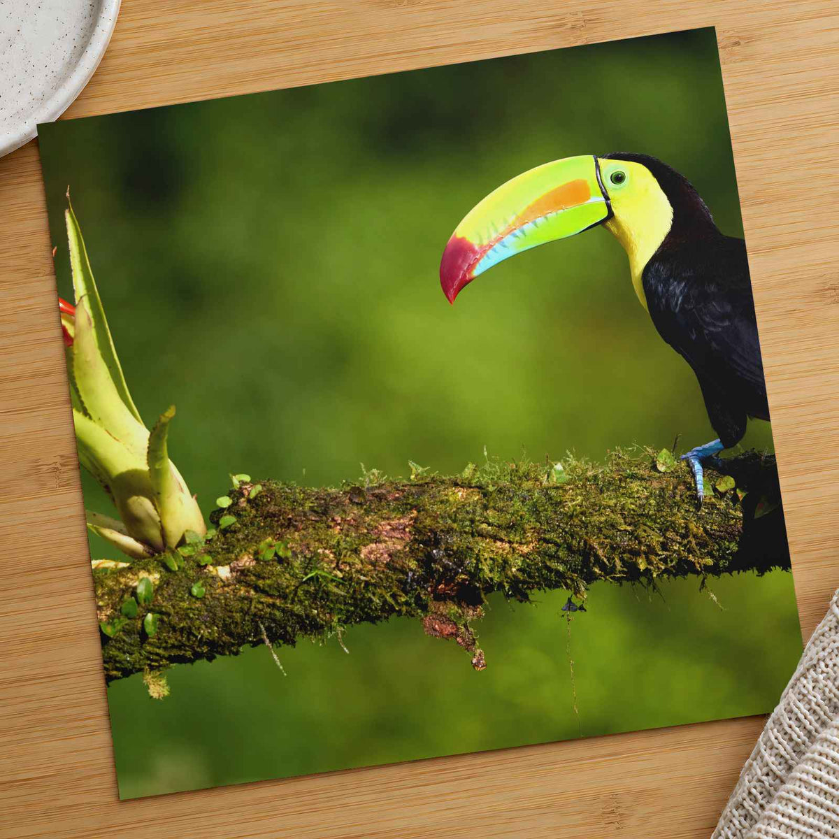 Toucan Sitting on Branch Next to a Plant Boca Tapada Photo Print (7 Sizes)