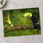 Toucan Sitting on Branch Next to a Plant Boca Tapada Photo Print (7 Sizes)