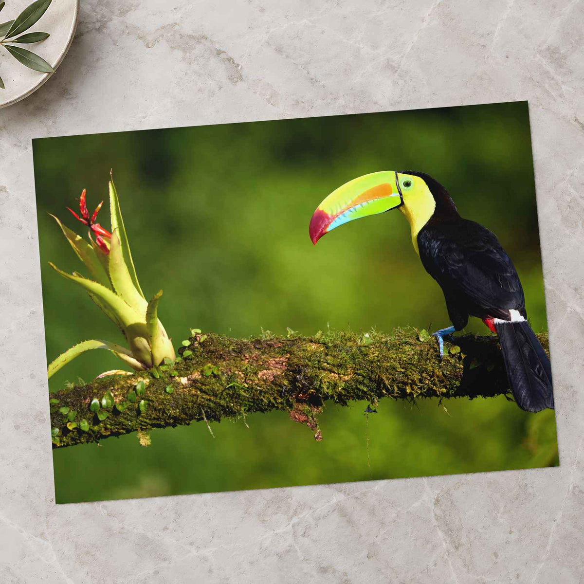 Toucan Sitting on Branch Next to a Plant Boca Tapada Photo Print (7 Sizes)