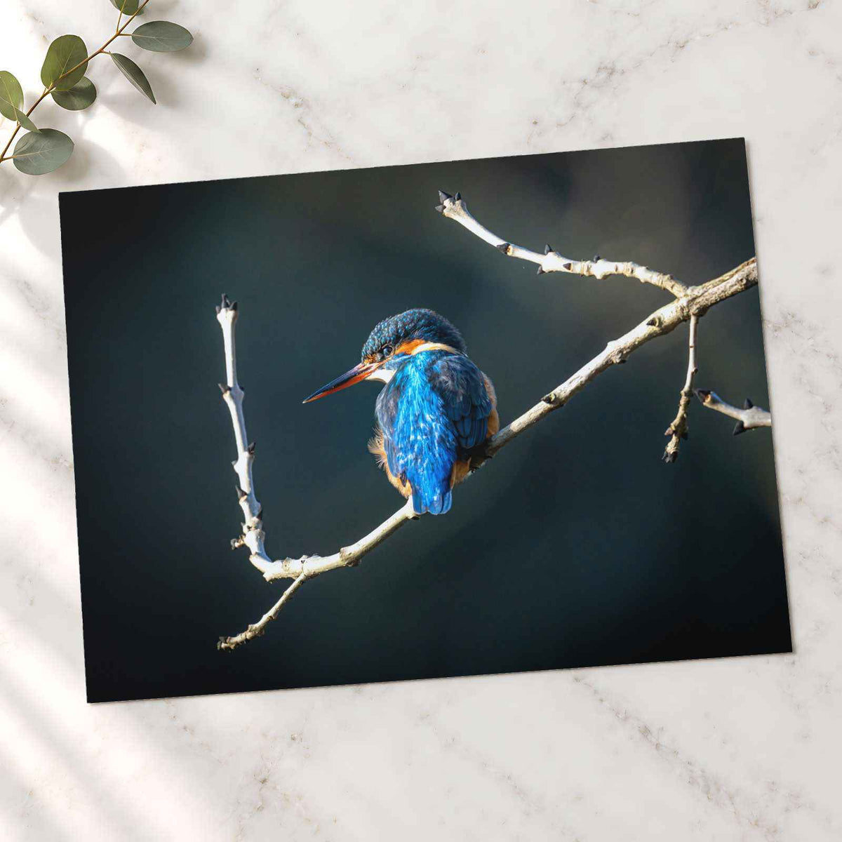 Blue Kingfisher Sitting on Branch of Tree Kendal England Photo Print (7 Sizes)