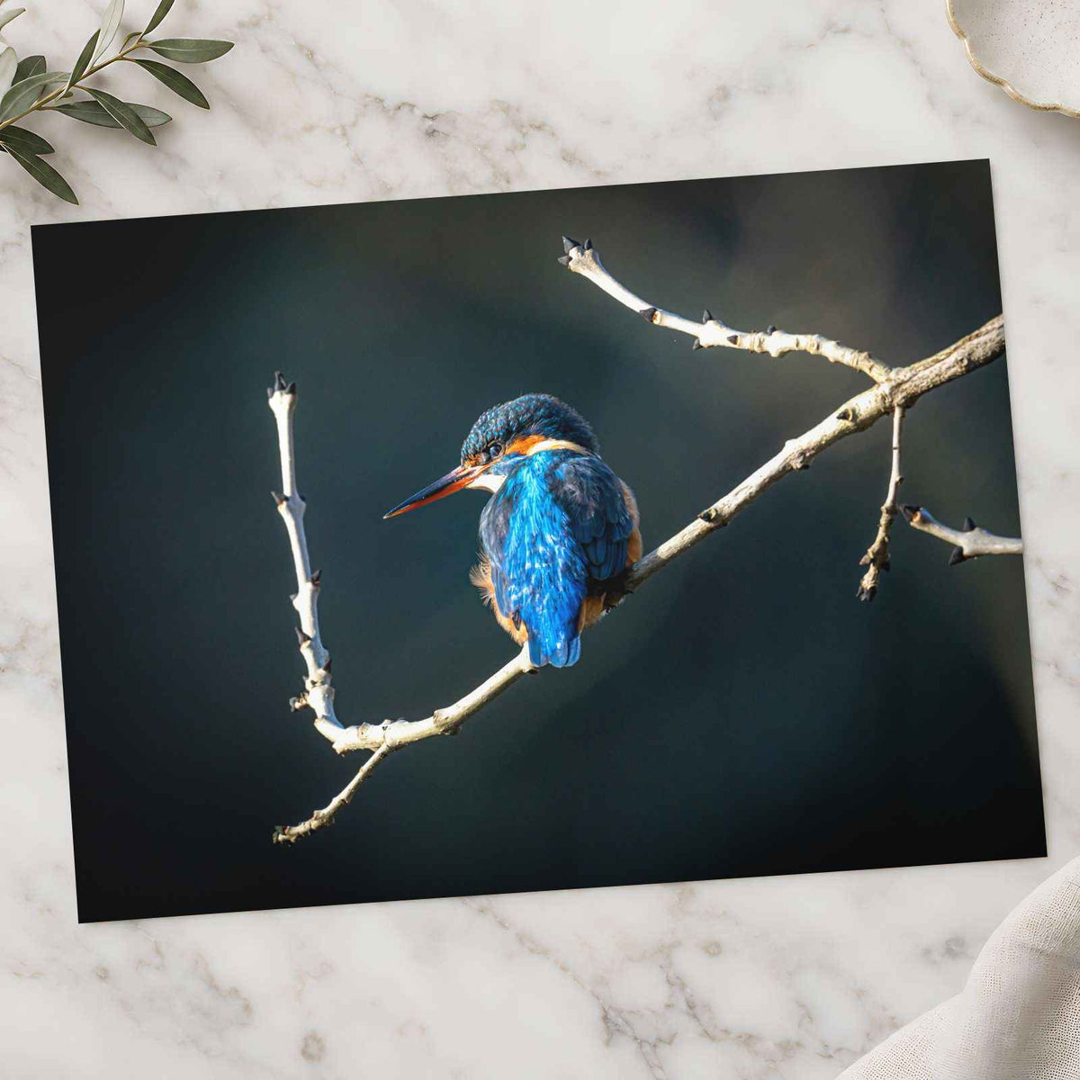 Blue Kingfisher Sitting on Branch of Tree Kendal England Photo Print (7 Sizes)
