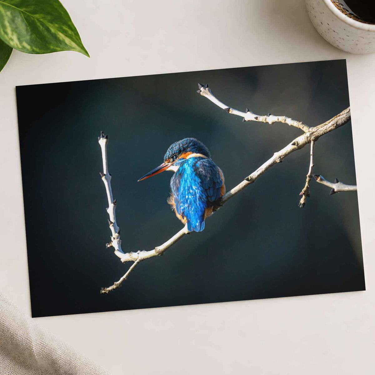 Blue Kingfisher Sitting on Branch of Tree Kendal England Photo Print (7 Sizes)