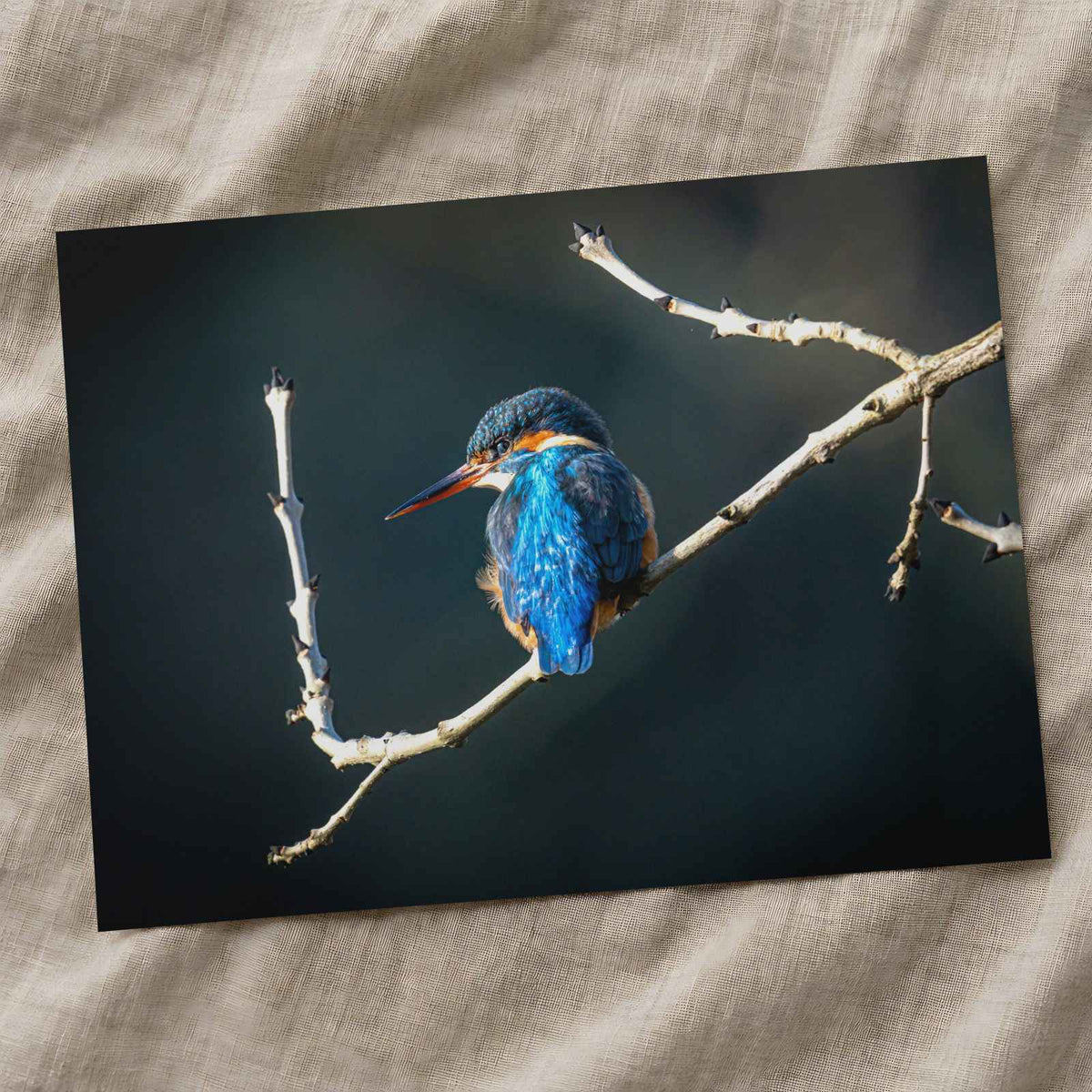 Blue Kingfisher Sitting on Branch of Tree Kendal England Photo Print (7 Sizes)