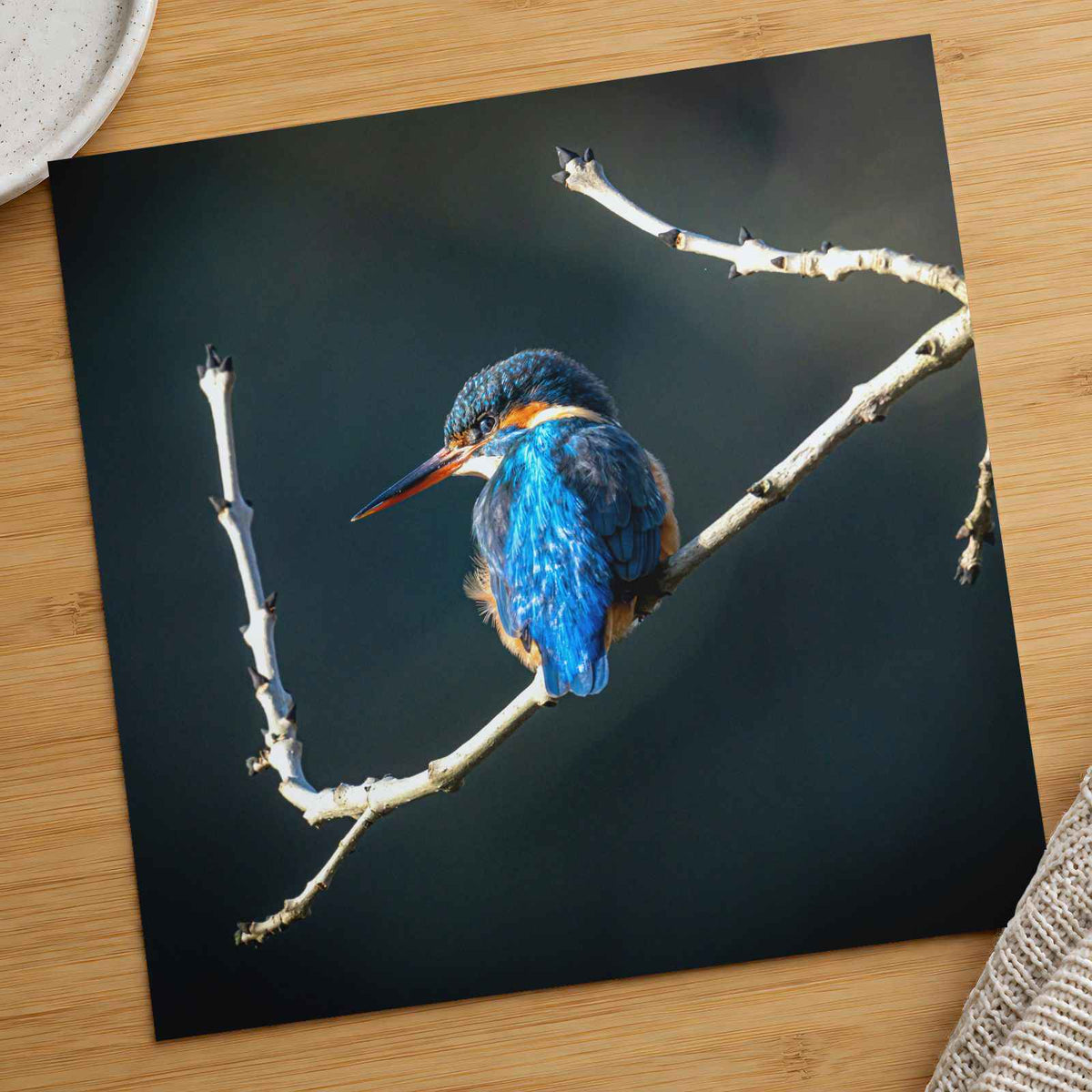 Blue Kingfisher Sitting on Branch of Tree Kendal England Photo Print (7 Sizes)