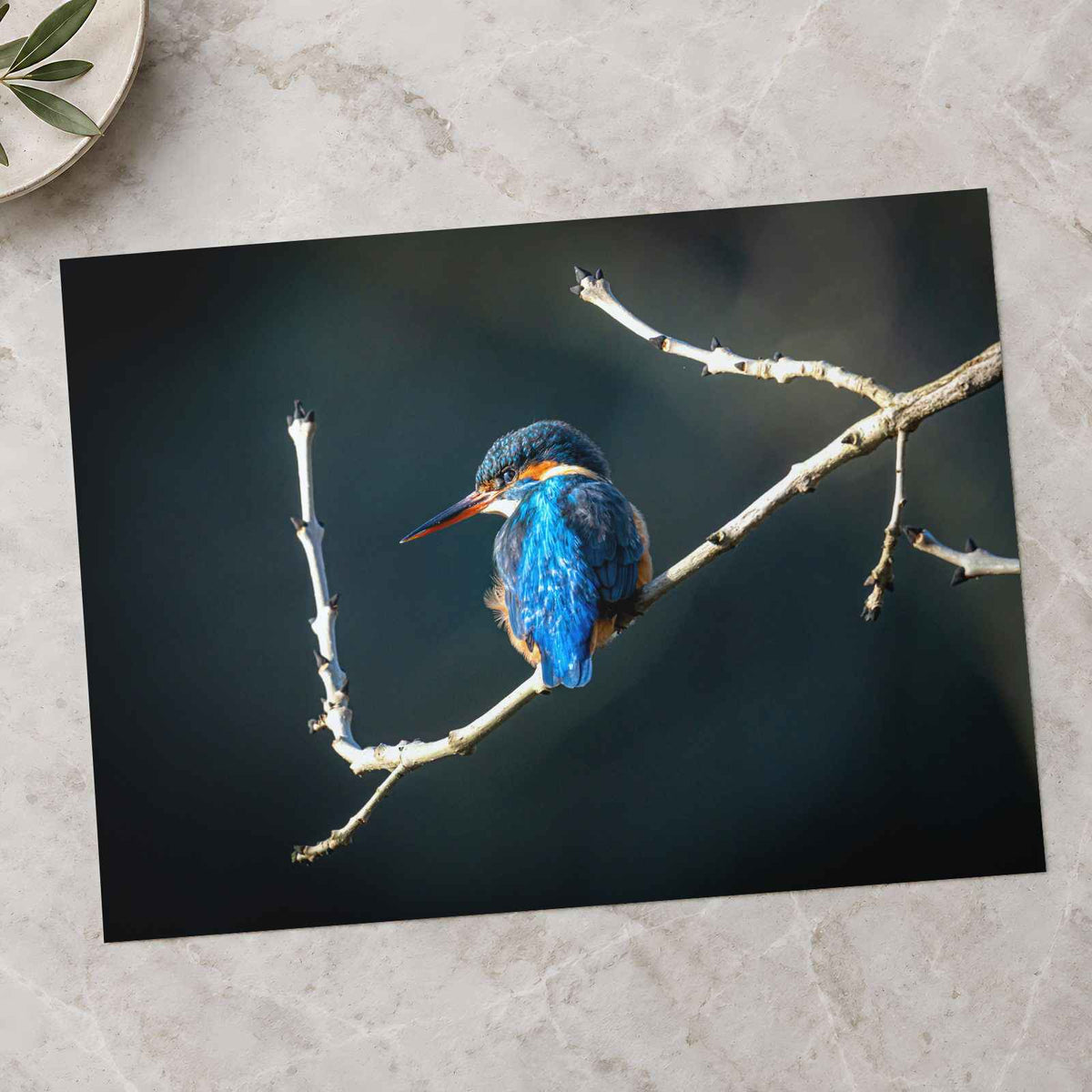 Blue Kingfisher Sitting on Branch of Tree Kendal England Photo Print (7 Sizes)