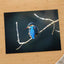 Blue Kingfisher Sitting on Branch of Tree by Jonny Gios Photo Print Wall Decor