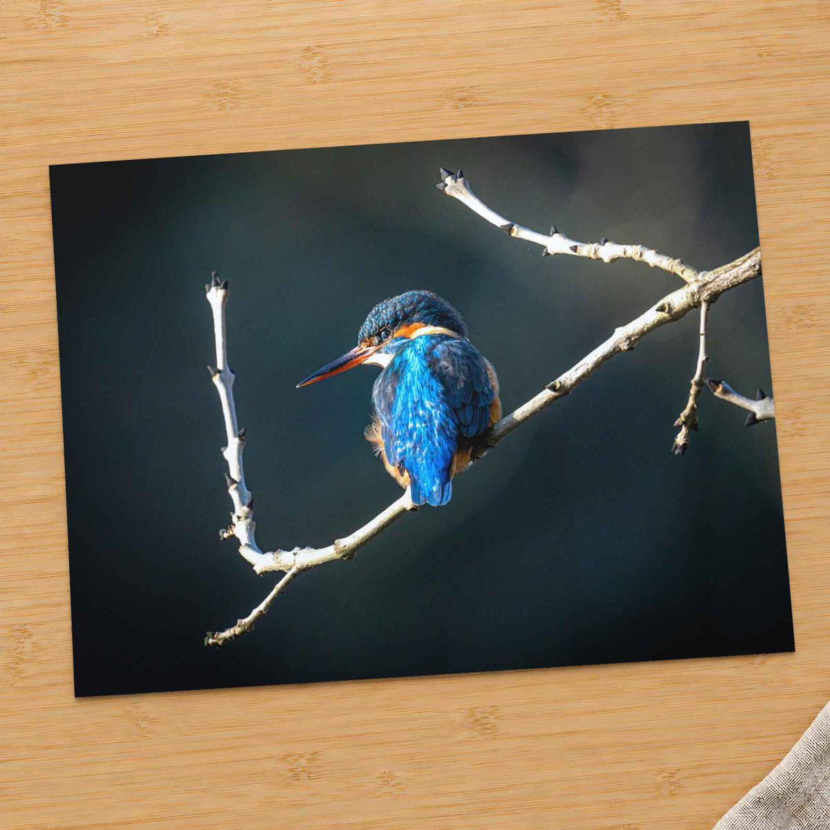 Blue Kingfisher Sitting on Branch of Tree by Jonny Gios Photo Print Wall Decor