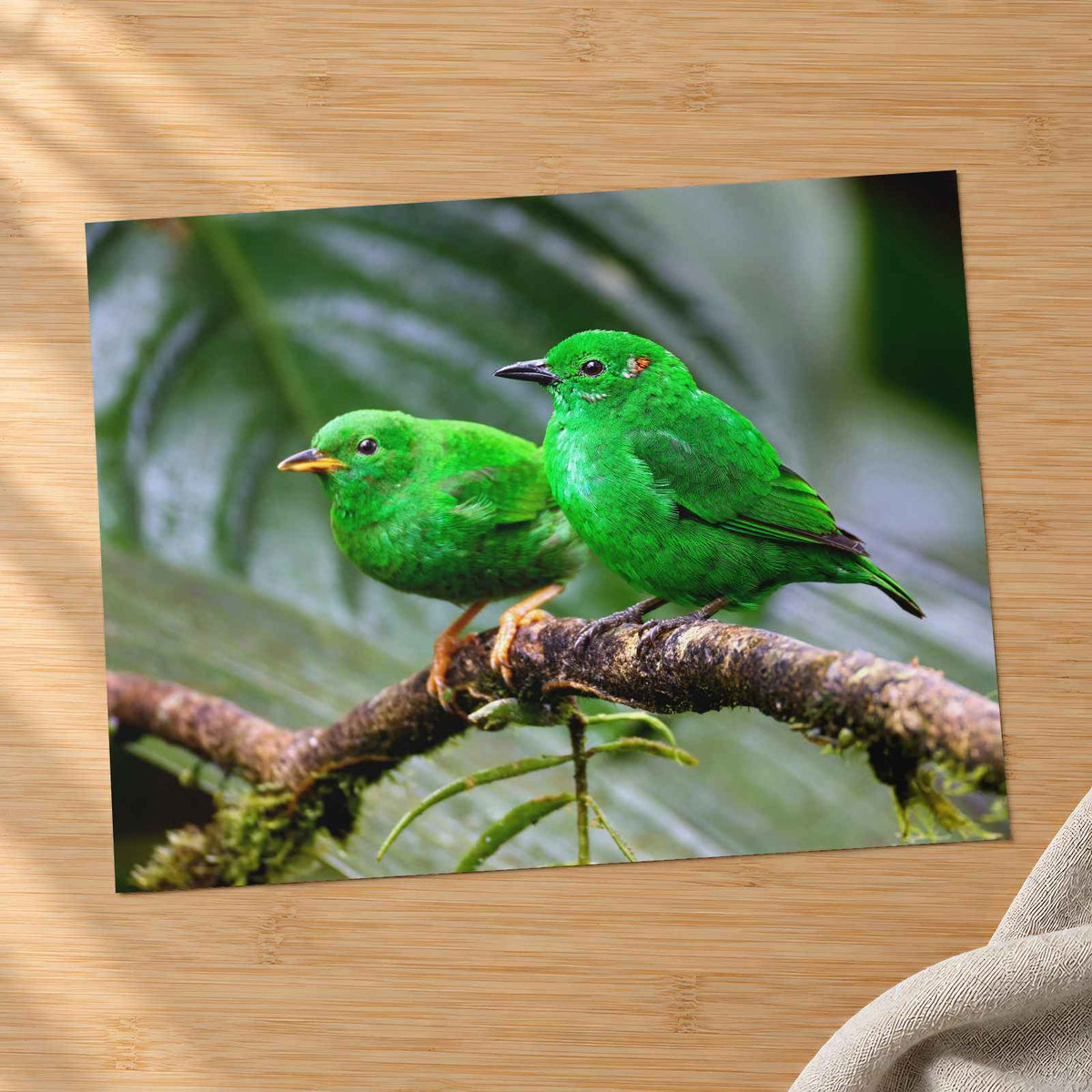 Couple of Green Birds Sitting on Branch Photography Print (7 Sizes) - Frameable