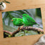 Couple of Green Birds Sitting on Branch Photography Print (7 Sizes) - Frameable