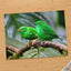 Couple of Green Birds Sitting on Branch Photography Print (7 Sizes) - Frameable