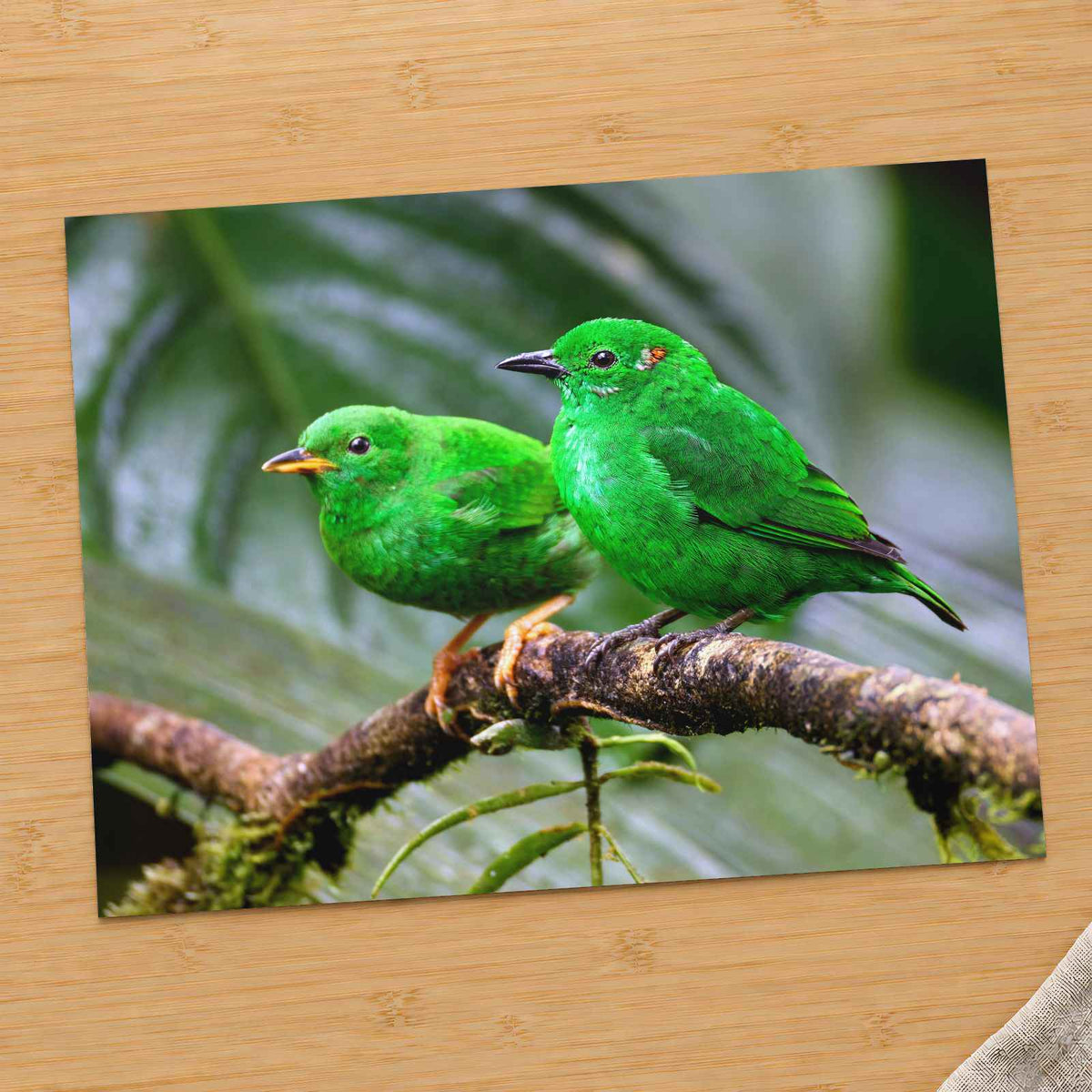 Couple of Green Birds Sitting on Branch Photography Print (7 Sizes) - Frameable