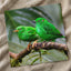 Couple of Green Birds Sitting on Branch Photography Print (7 Sizes) - Frameable