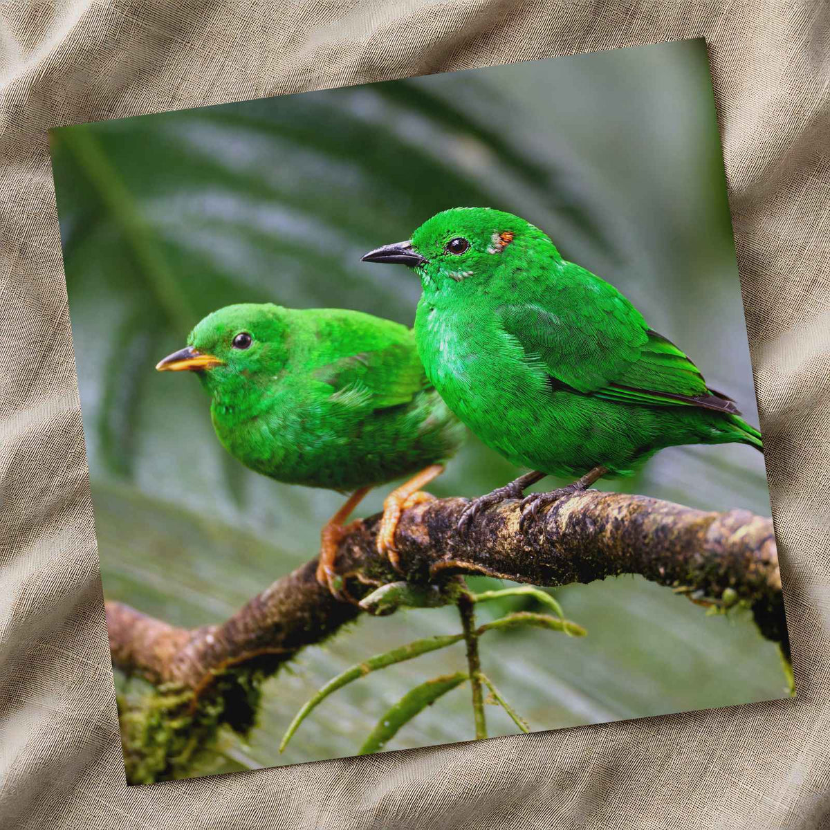 Couple of Green Birds Sitting on Branch Photography Print (7 Sizes) - Frameable
