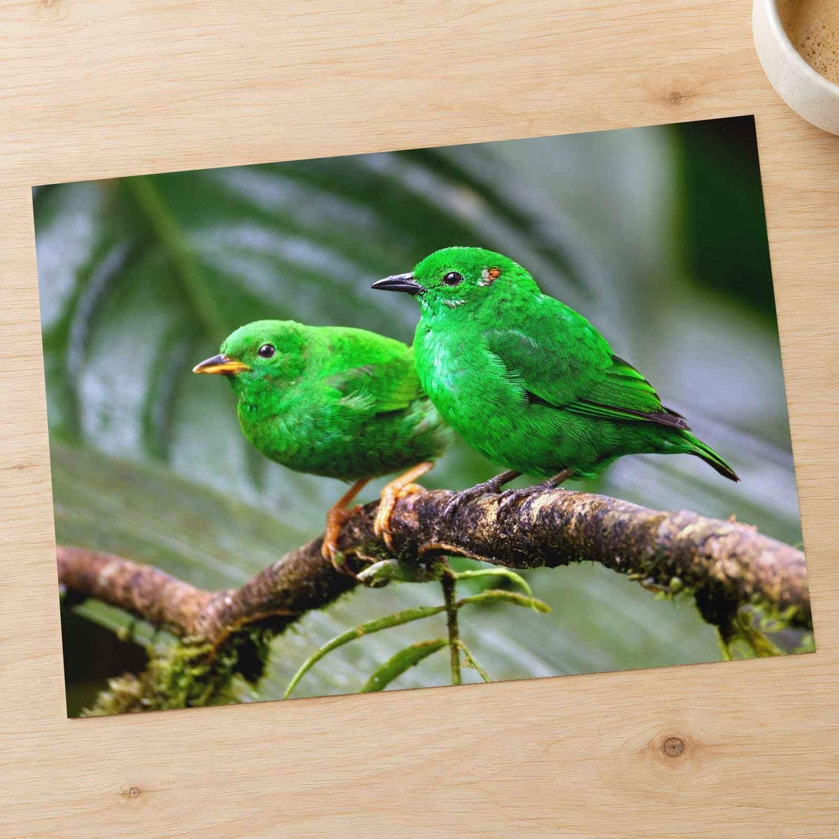 Couple of Green Birds Sitting on Branch Photography Print (7 Sizes) - Frameable
