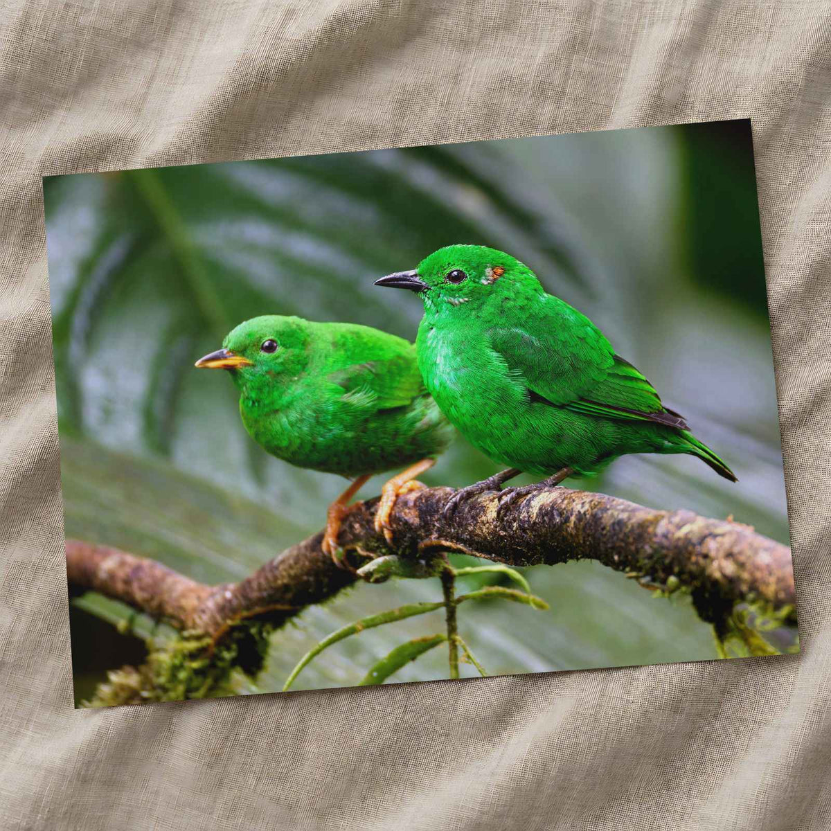 Couple of Green Birds Sitting on Branch by Zdeněk Macháček Photo Print Wall Decor