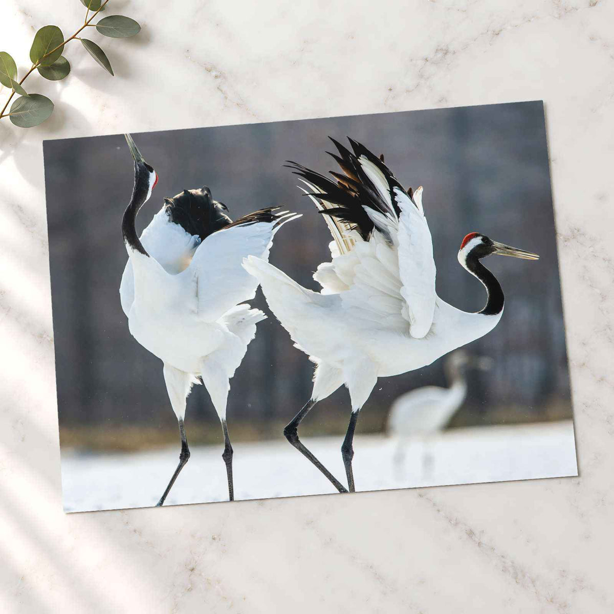 Two Red-Crowned Cranes Dancing Photography Print (7 Sizes) - Satin Luster