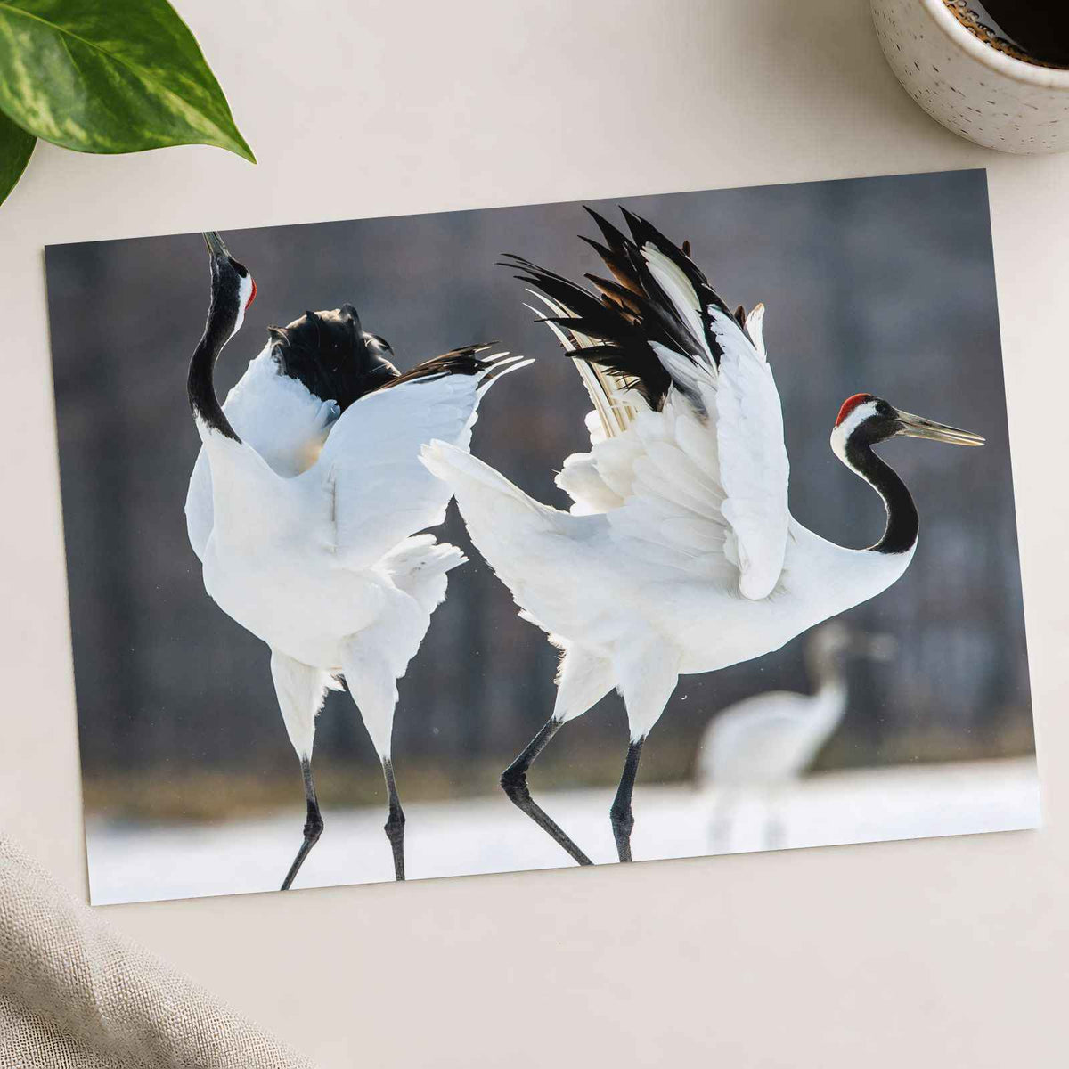Two Red-Crowned Cranes Dancing Photography Print (7 Sizes) - Satin Luster