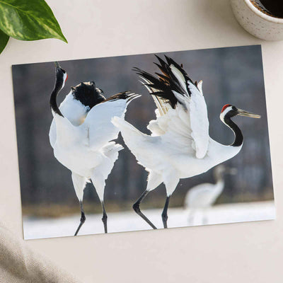 Two Red-Crowned Cranes Dancing Photography Print (7 Sizes) - Satin Luster