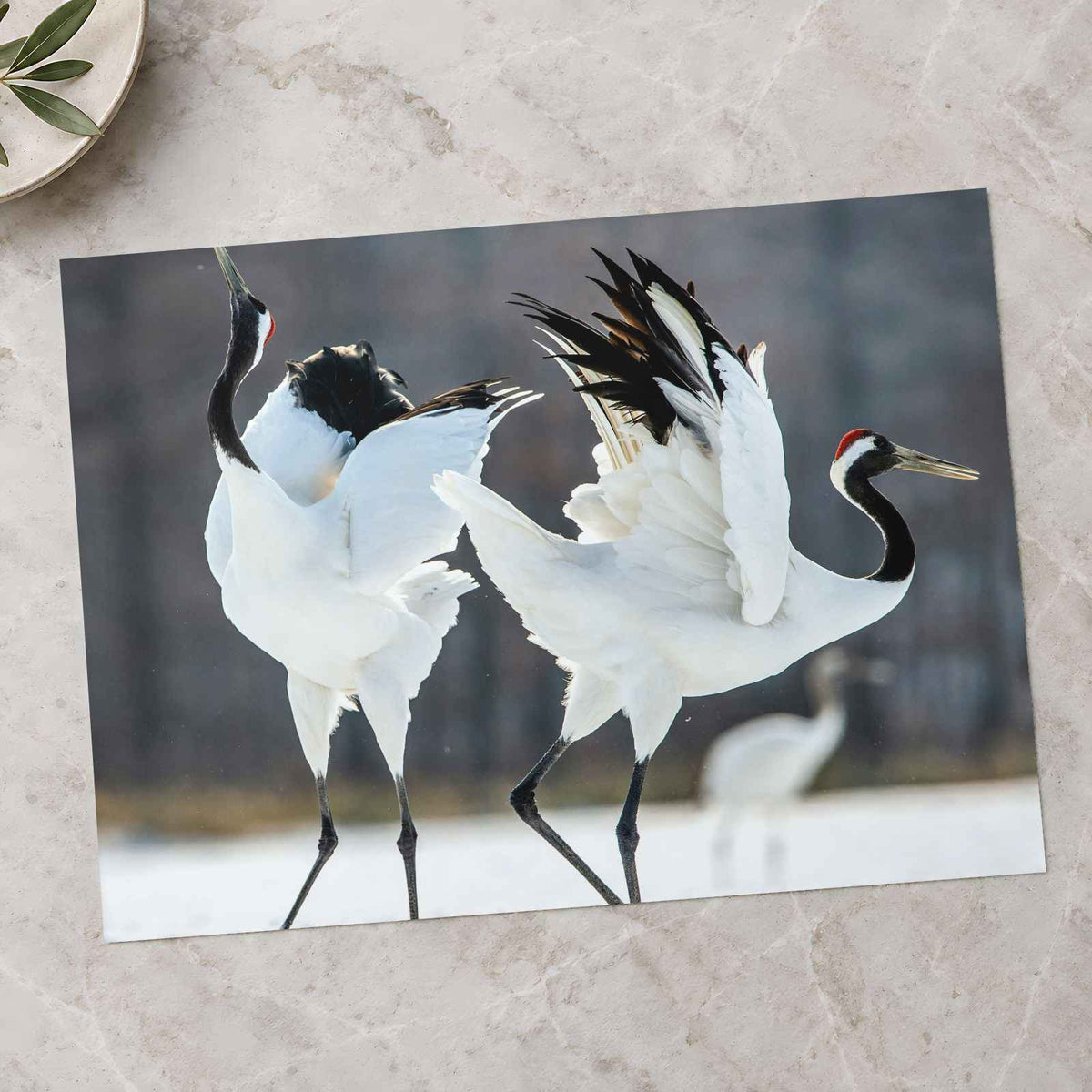 Two Red-Crowned Cranes Dancing Photography Print (7 Sizes) - Satin Luster
