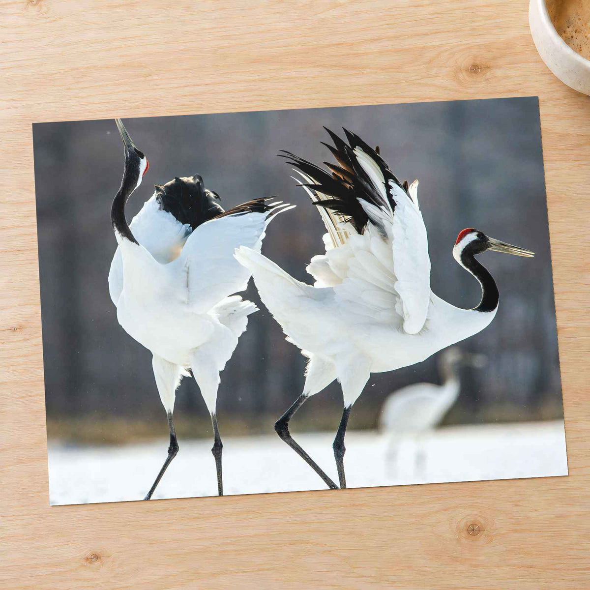 Two Red-Crowned Cranes Dancing Photo Print Wall Decor