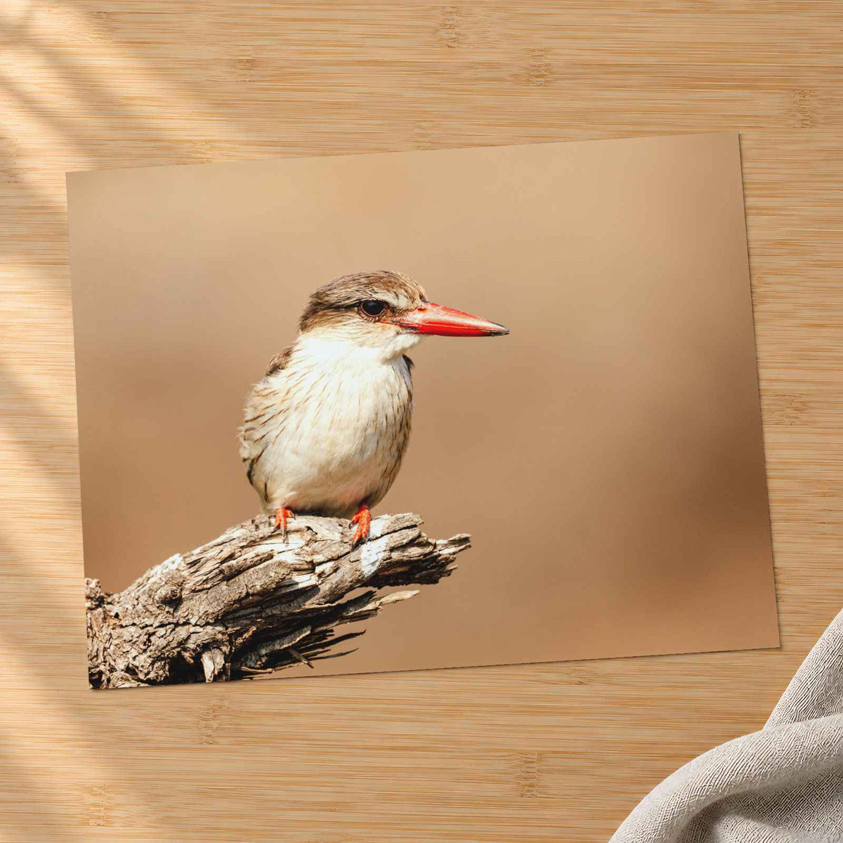 Kingfisher Perched on Weathered Branch Photography Print (7 Sizes)