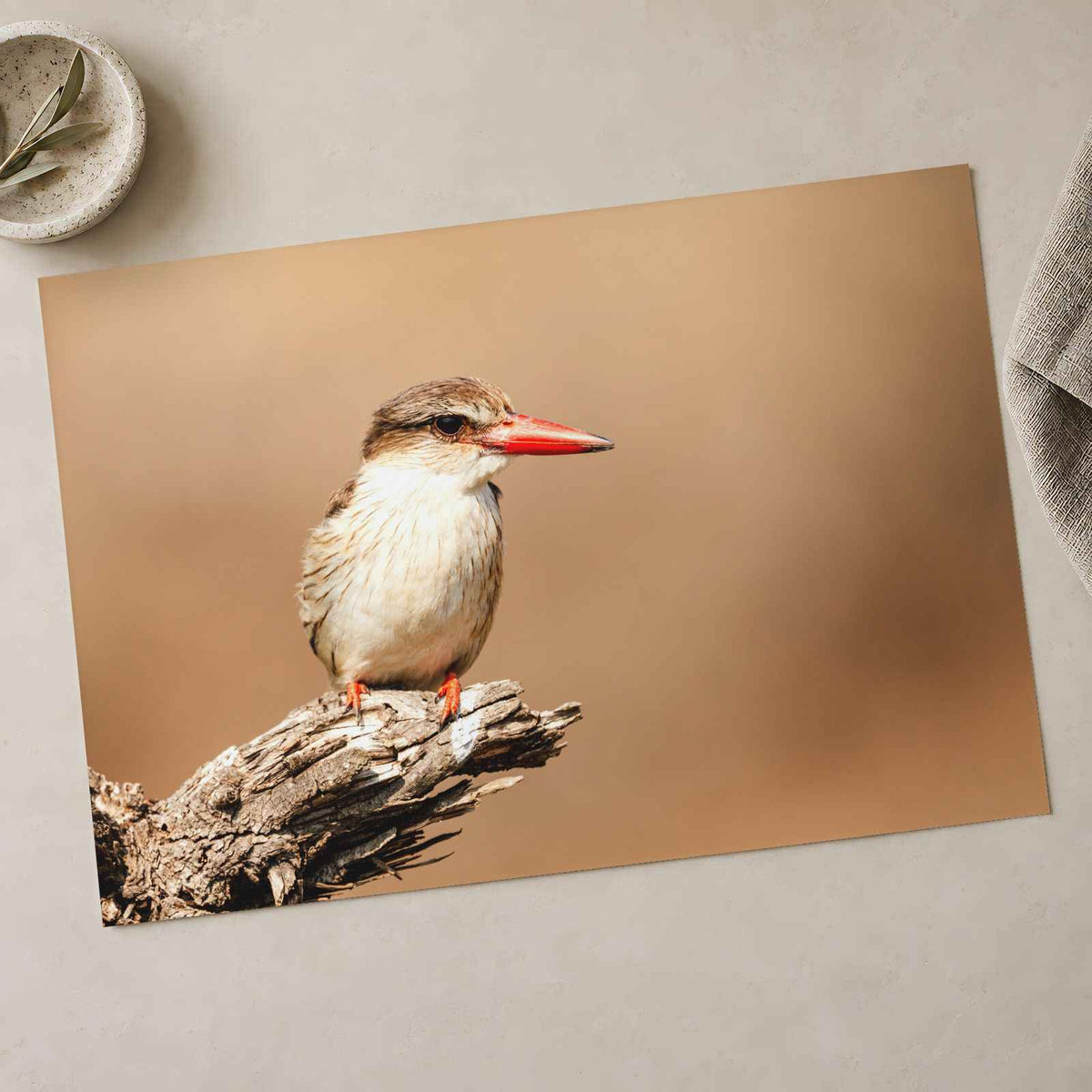 Kingfisher Perched on Weathered Branch Photography Print (7 Sizes)