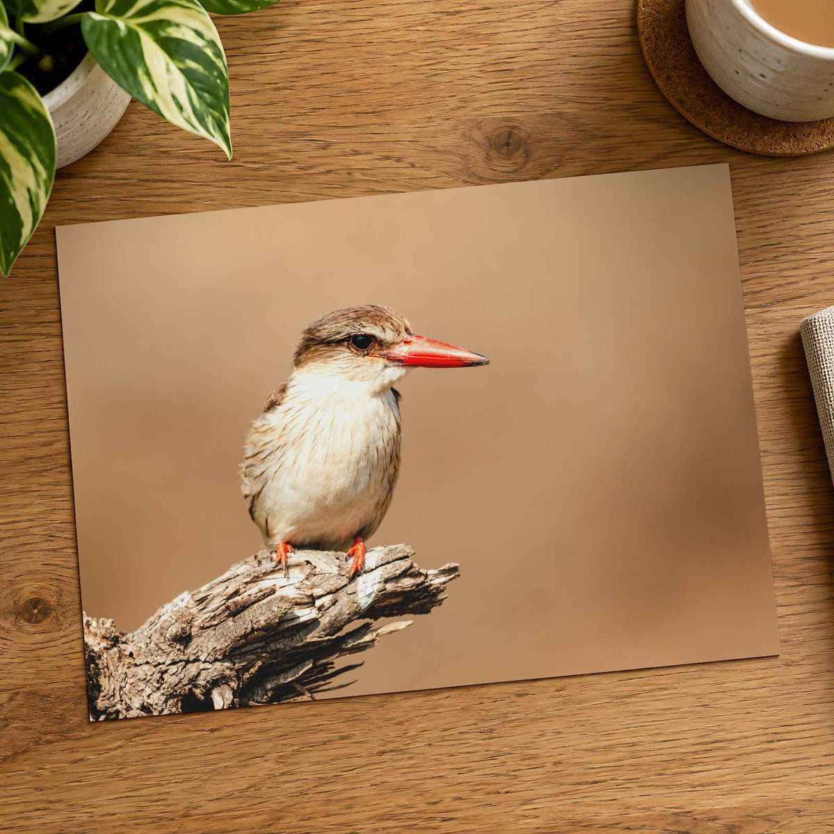 Kingfisher Perched on Weathered Branch Photography Print (7 Sizes)