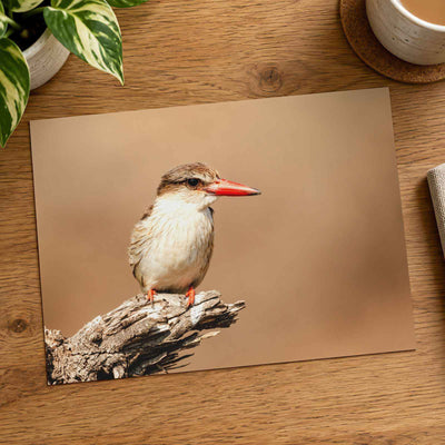 Kingfisher Perched on Weathered Branch Photography Print (7 Sizes)