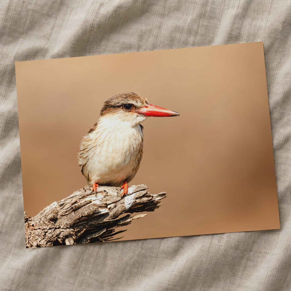 Kingfisher Perched on Weathered Branch Photography Print (7 Sizes)