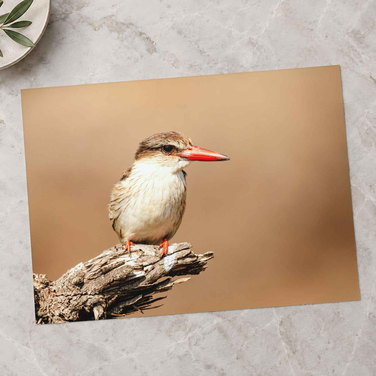 Kingfisher Perched on Weathered Branch Photography Print (7 Sizes)