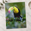 Colorful Toucan Perched on Branch Photography Print (7 Sizes) - Satin Luster