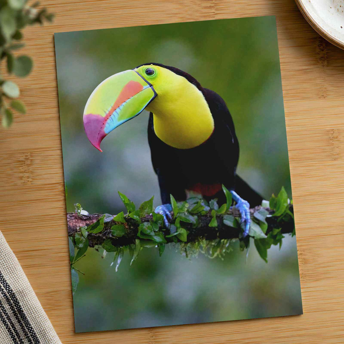 Colorful Toucan Perched on Branch Photography Print (7 Sizes) - Satin Luster