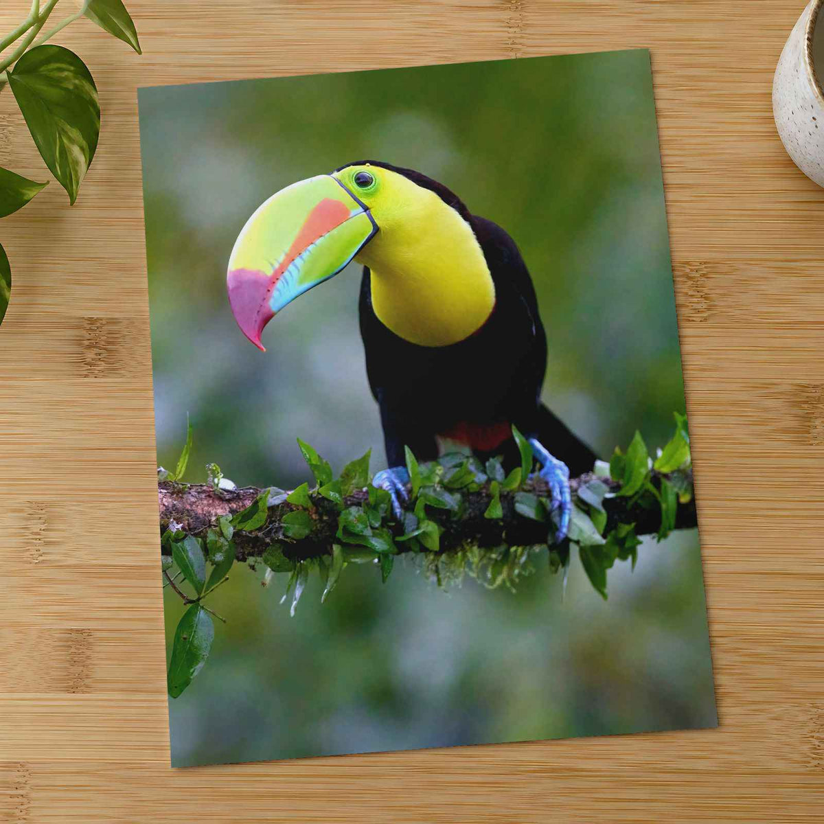 Colorful Toucan Perched on Branch Photography Print (7 Sizes) - Satin Luster