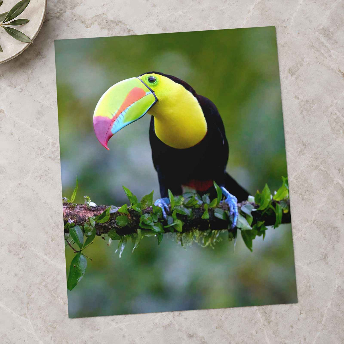 Colorful Toucan Perched on Branch by Zdeněk Macháček Photo Print Wall Decor