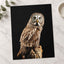 Studio Portrait of Great Grey Owl Photo Wall Art (7 Sizes) - Shipped Flat