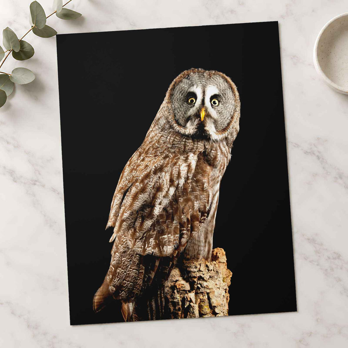 Studio Portrait of Great Grey Owl Photo Wall Art (7 Sizes) - Shipped Flat