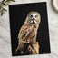 Studio Portrait of Great Grey Owl Photo Wall Art (7 Sizes) - Shipped Flat