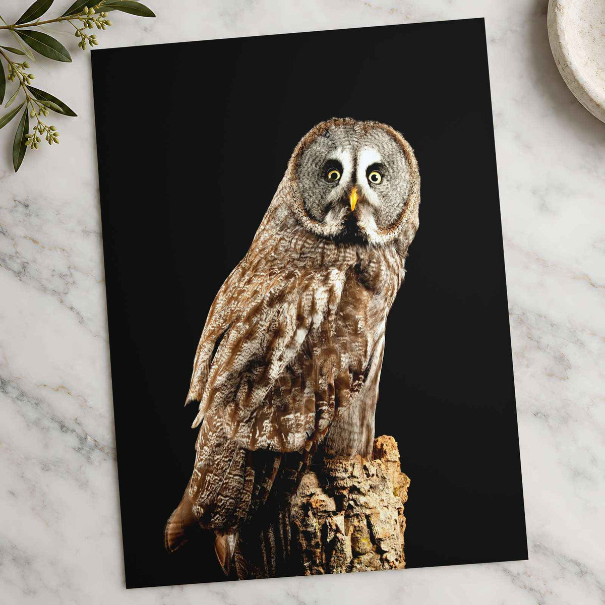 Studio Portrait of Great Grey Owl Photo Wall Art (7 Sizes) - Shipped Flat